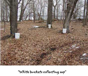 Sap collection in white buckets